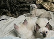 siamese kittens sweet