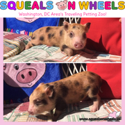 Pet pigs for sale in Maryland