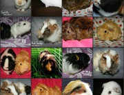 Are You Looking For Guinea Pig Cages For Your New Pets?