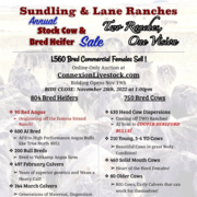 Sundling & Lane Annual Bred Cattle for Sale - Nov 28th
